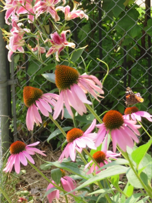 A Red Admiral butterfly alights on cone flowers in the yard, stargazer lilies in the background.